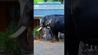 Pampady Rajan ! പാമ്പാടി രാജൻ #pampadyrajan #elephant #anapremi #kerala #kottayam #india #pampady