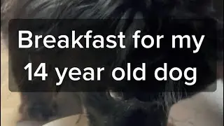 Breakfast for my 14 year old dog