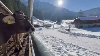 Nidwaldner Moment bei der Unterlauelen von Philip Reber