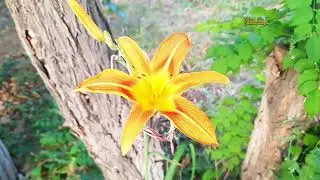 Гүл қала - Алматы (1) #Алматы