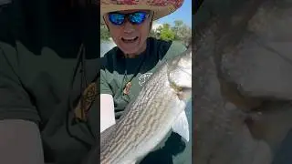Keeper Striper Sacramento River!  
