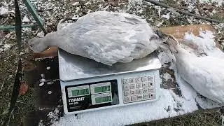 Мои поздние утята, где они, как они поживают?