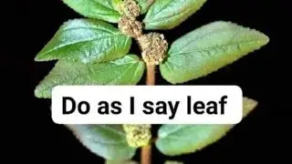 mukozese kano akamuli,,,thank me later🥰🥰#duet #motivation #canada #usa #africa