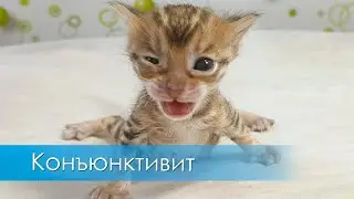 Конъюнктивит у котёнка