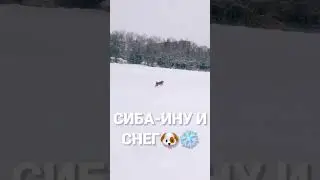 Милые Собачки :) #shorts #собачки #домашниеживотные #песики #милые #тикток #песики