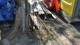 snake on construction site [australia]