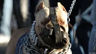Are Pitbulls Dangerous