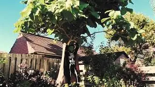 So it Goes - The Silver Bars Official Music Video