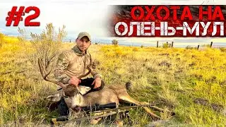 Trophy hunting of American mule deer This is a shock!