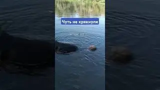 #тимасветлогорских