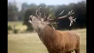 РСП и Боевые Алени. 