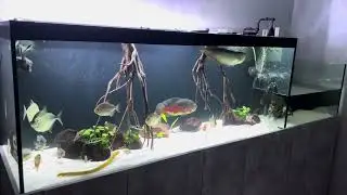 Aquarium South America + Aqua Terrarium