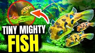 The 10 BEST Pea Puffer Tank Mates...