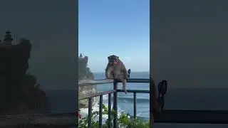 Обезьяна с повышенным градусом красоты #бали #обезьяна #салуки