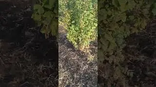 10 сентября 2024 г.