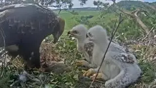 Eastern imperial eagle | Big lunch for both baby eaglet, Full crop | June 27, 2022