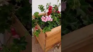 герань плющевидная #flowers