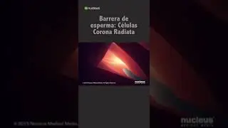 Barrera de esperma: Células Corona Radiata 