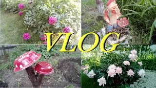 Красоты лета. Прогулка по саду после дождя. Прошел дождь и все ожило. A walk after the rain.
