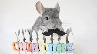 Cute Chinchilla Performs The Mustache Trick!