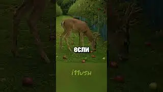 Олени и яблоки 🍎
