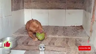 Pitbull monster coco #pitmonsters