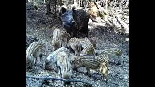 Bachyně se selaty. Foxcam fotopast. Wild boars piglets. Hunting camera