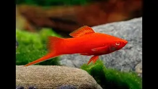Astaxanthin из КНР тестирую . Чистые меченосцы самцы Кинг-Конг завтра на 2 линии 25 месте Москва