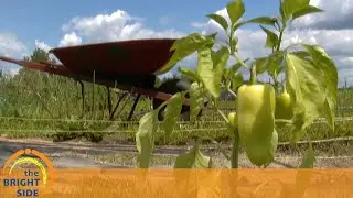 Food & Farm [The Bright Side 16]
