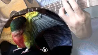 What else can the guitar bird do…