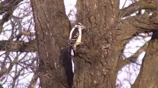 A Downy Woodpecker