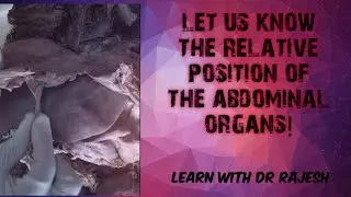 ABDOMINAL ORGANS - RELATIVE POSITION IN THE ABDOMINAL CAVITY