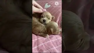 Маленькие мальтипусики.