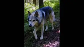НЕ ХОДИТЕ В ЛЕС ОДНИ! История, от которой мурашки по коже... 😱