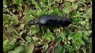 Tavaszt  jelző nünüke