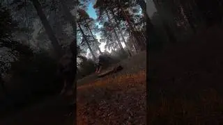 Лето кончается 🥲 #therian #nature #forest #quadrobics #квадробика #квд #териантроп