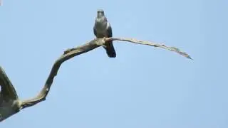 Cuckoo