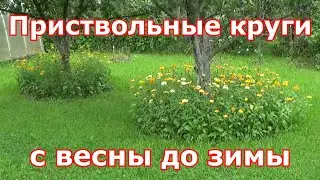 Приствольные круги с весны до зимы, как содержать их в порядке и что посадить вокруг деревьев.