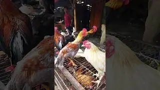 komplit, tinggal di pilih aja#shorts #ayam #pasarayam