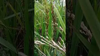 Akibat Serangan Walang Sangit,bulir padi menjadi kehitaman.