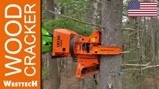 Felling a 2 feet high white pine log with Woodcracker®