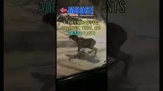 🦌Hit and Run by a Moose #moose #animals 👇Whose fault is?