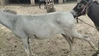 коні аговози. Жеребець на Паровку.Привезли лошицю з бачача.коні Тернопільщини.YT 2025.. Sept15.,