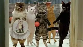 Wildly Funny: Animals Steal the Show in These Commercials #funnyanimals #puppy #cat #funnycats
