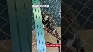 Гусейн сториз 10.04.19