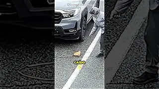 A Bolsa Desta Senhora Caiu E O Motorista Passou Por Cima 