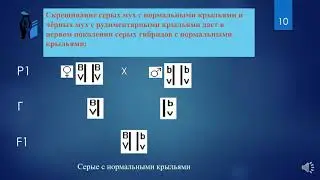 СЦЕПЛЕННОЕ НАСЛЕДОВАНИЕ