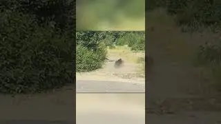 Bear vs. Moose