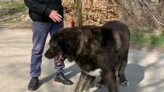 ПИРАТ БАЛКАНСКИЙ КОРОЛЬ РИНГА/