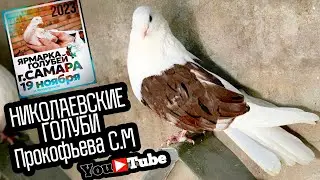 Николаевские бокатые голуби Прокофьева С.М. Осень 🍂 2023